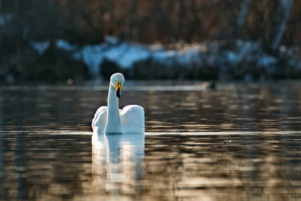 Russia. Altai territory. Protected freezing lake near the village of harvest in which live year-round wild swans and ducks.