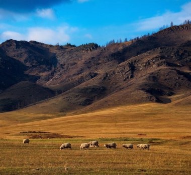 Rusya. Altai Dağları 'nın serbest çayırlarında koyun
