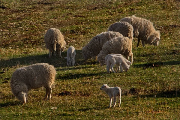 Russland Schafe Auf Den Freien Wiesen Des Altaigebirges — Stockfoto