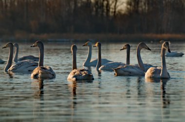 Rusya. Altay bölgesi. Yıl boyunca yabani kuğu ve ördeklerin yaşadığı hasat köyü yakınlarında korunan dondurucu göl.