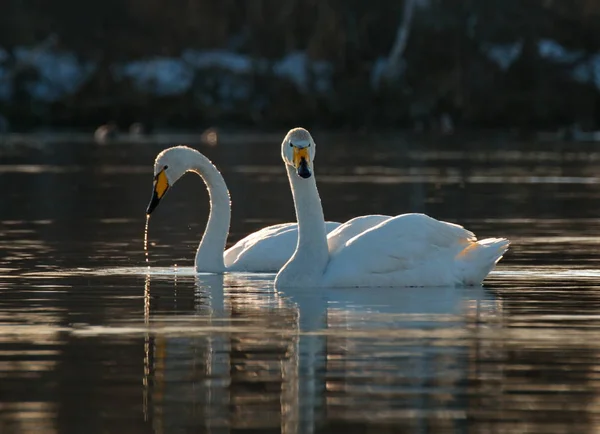 Russia. Altai territory. Protected freezing lake near the village of harvest in which live year-round wild swans and ducks.