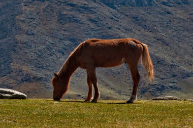 Rusya. Batı Sibirya güneyinde. Altay Dağları'nın vadilerde ücretsiz mera