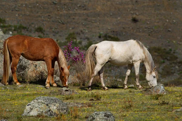 Russia. The South Of Western Siberia. Free pastures in the valleys of the Altai Mountains