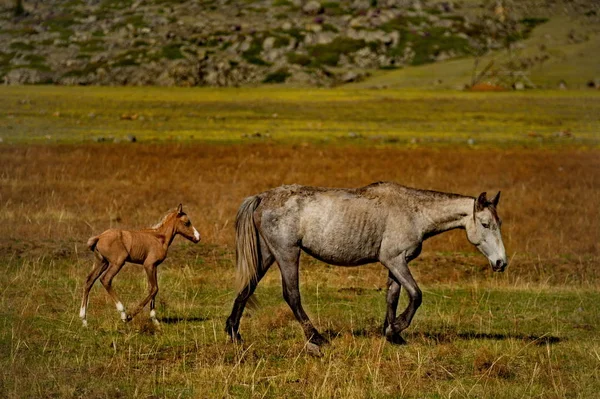俄罗斯 西伯利亚西部的南部 阿尔泰山脉山谷中的自由牧场 — 图库照片