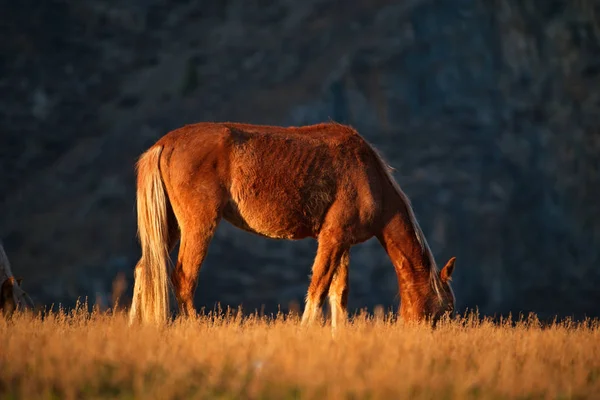 Russland Südwestsibirien Freie Weiden Den Tälern Des Altai Gebirges — Stockfoto