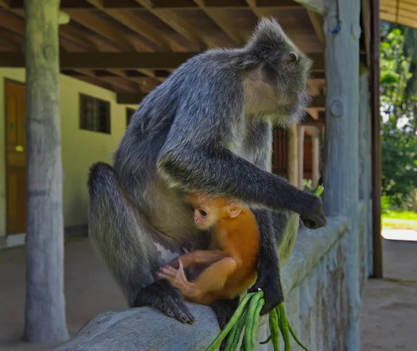 Oost Maleisië Eiland Borneo Naam Van Aap Langur Apenfamilie Komt — Stockfoto