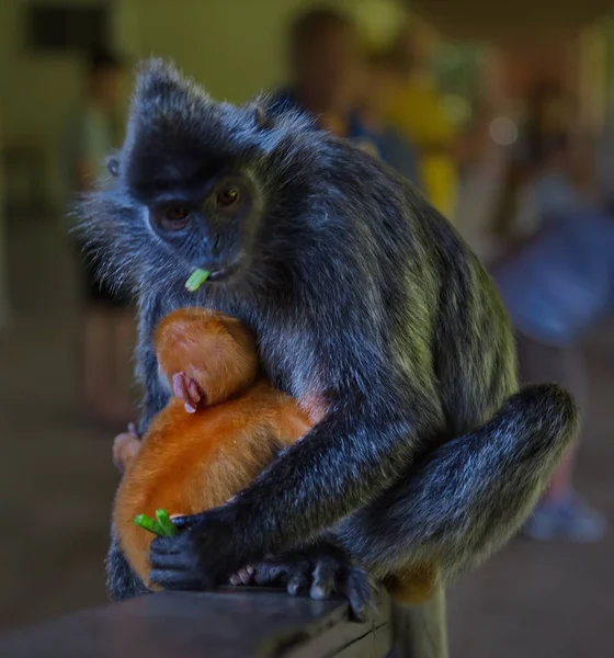 Malaysia Timur Pulau Kalimantan Nama Monyet Langur Keluarga Monyet Berasal — Stok Foto