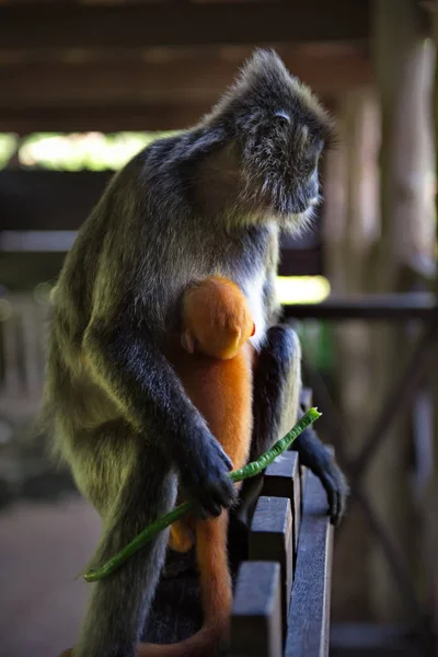 Malaysia Timur Pulau Kalimantan Nama Monyet Langur Keluarga Monyet Berasal — Stok Foto