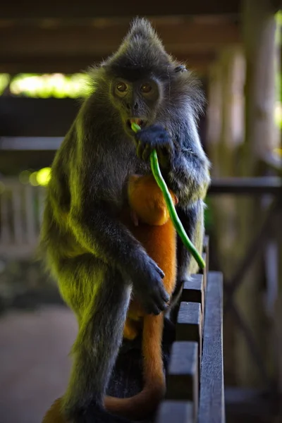 Oost Maleisië Eiland Borneo Naam Van Aap Langur Apenfamilie Komt — Stockfoto