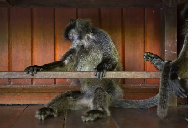 Восточная Малайзия Остров Борнео Название Обезьяны Langur Обезьянья Семья Происходит — стоковое фото