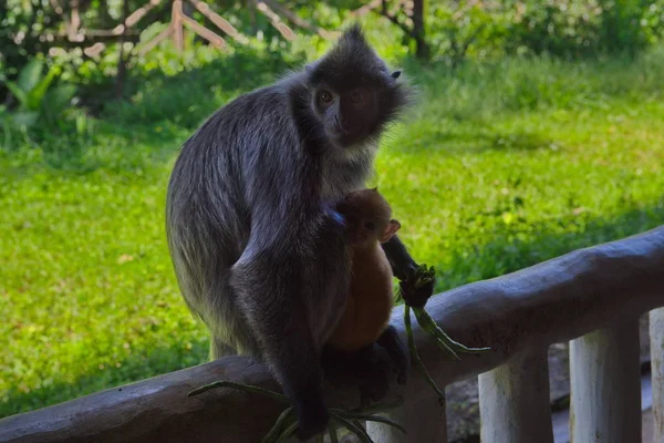 Oost Maleisië Eiland Borneo Naam Van Aap Langur Apenfamilie Komt — Stockfoto