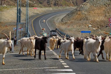 Rusya. dağ Altay. Bir ve keçi sürüsi, dağ vadilerinde ki otlaklardan Chui yolu boyunca geri dönüyor..