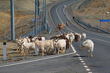 Rusya. dağ Altay. Bir ve keçi sürüsi, dağ vadilerinde ki otlaklardan Chui yolu boyunca geri dönüyor..
