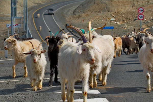 Rússia Montanha Altai Uma Manada Vacas Cabras Está Retornando Longo — Fotografia de Stock