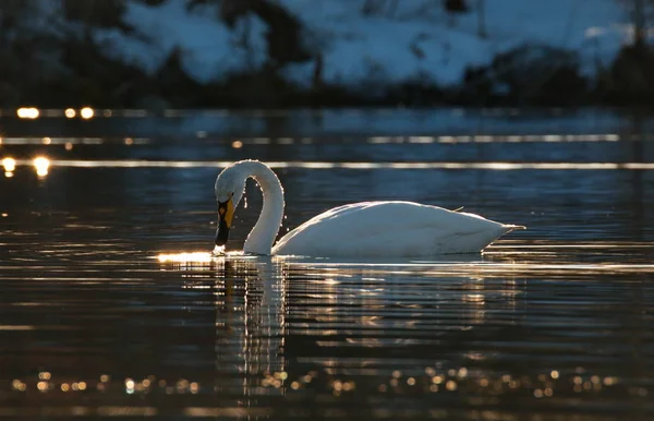 Swan Idyll Sunset Russia Altai Territory Protected Freezing Lake Village — Stock Photo, Image