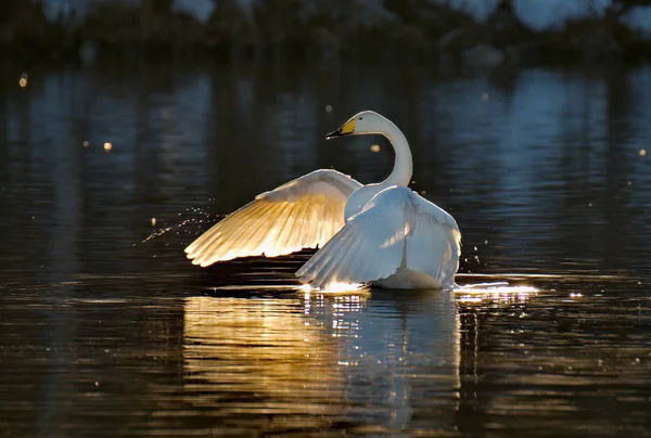 Gün batımında kuğu idyll. Rusya. Altay bölgesi. Yıl boyunca yabani kuğu ve ördeklerin yaşadığı hasat köyü yakınlarında korunan dondurucu göl.