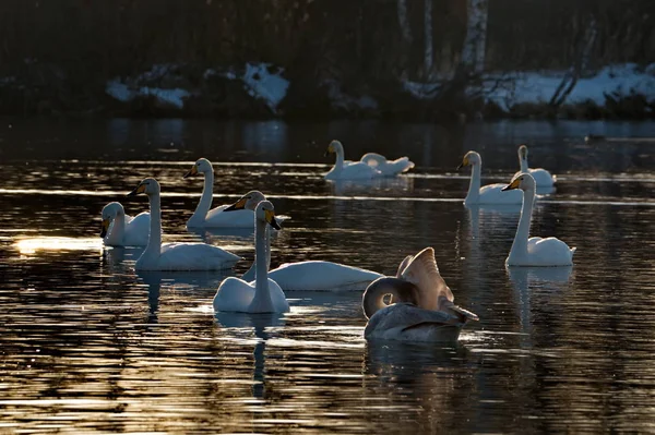 Cisne Idílio Pôr Sol Rússia Território Altai Lago Congelado Protegido — Fotografia de Stock