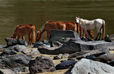 Katun nehri üzerinde atları sulıyor. Rusya. Altay Dağı. Maly Yaloman köyü yakınlarındaki Katun nehri kayalık kıyı.