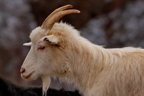 Rússia Montanha Altai Cabras Raça Altai Estepes Montanha Cobertas Neve — Fotografia de Stock