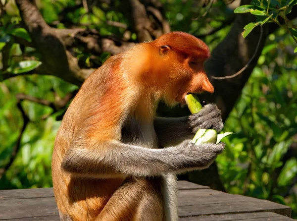 Malasia Mono Nariz Larga Kahau Lat Nasalis Larvatus Una Especie — Foto de Stock