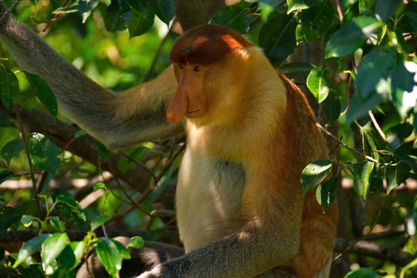 Malasia Mono Nariz Larga Kahau Lat Nasalis Larvatus Una Especie —  Fotos de Stock