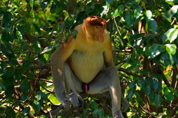 Maleisië Neusaap Lat Nasalis Larvatus Een Soort Van Primaten Uit — Stockfoto