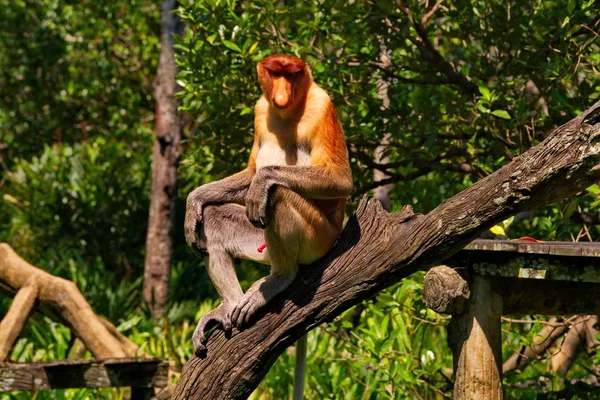 Malásia Macaco Nariz Comprido Kahau Lat Nasalis Larvatus Uma Espécie — Fotografia de Stock