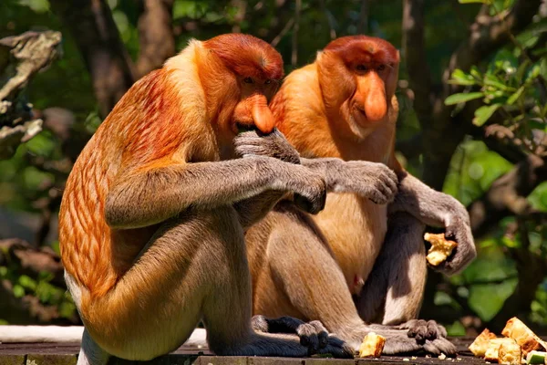 Malásia Macaco Nariz Comprido Kahau Lat Nasalis Larvatus Uma Espécie — Fotografia de Stock