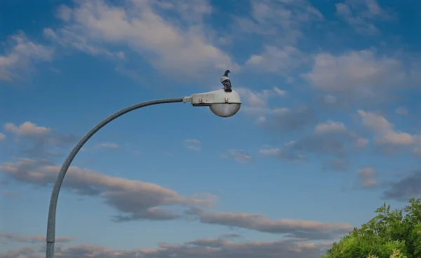 Maleisië Promenade Sandakan Het Eiland Borneo Duif Een Lamp Paal — Stockfoto