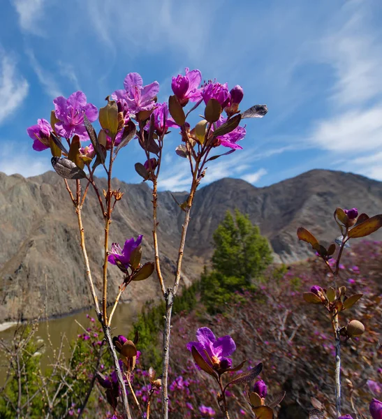 Rusya Dağ Altay Chuyskiy Yolu Maralnik Rhododendron Ledebourii Çiçeklenme Döneminde — Stok fotoğraf