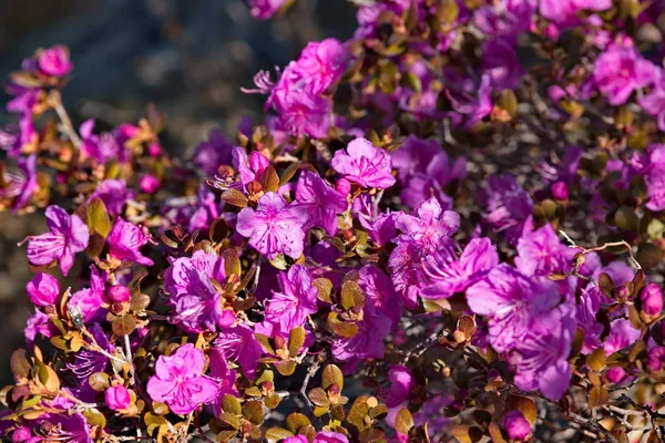 Rosja Góry Ałtaj Chuyskiy Dróg Okresie Kwitnienia Maralnik Rhododendron Ledebourii — Zdjęcie stockowe