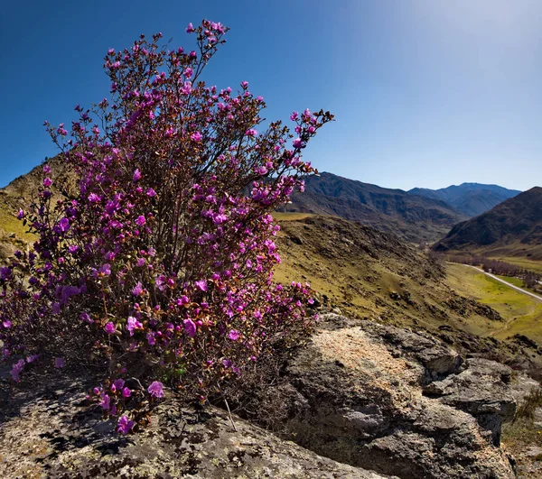 Rusko Horský Altaj Chuyskiy Traktu Období Květu Maralnik Rhododendron Ledebourii — Stock fotografie