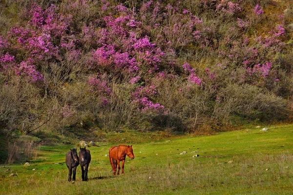 Rússia Gorny Altai Período Florescimento Maralnik Rhododendron Ledebourii Área Trakt — Fotografia de Stock