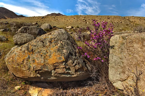 Russia Gorny Altai Nel Periodo Della Fioritura Maralnik Rhododendron Ledebourii — Foto Stock