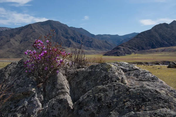 Rusia Gorny Altai Período Floración Del Maralnik Rhododendron Ledebourii Zona — Foto de Stock