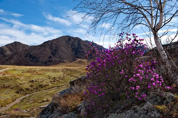 Russia Gorny Altai Period Flowering Maralnik Rhododendron Ledebourii Area Chuya — Stock Photo, Image