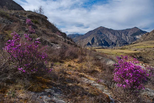 Rusya Gorny Altai Maralnik Çiçeklenme Döneminde Rhododendron Ledebourii Chuya Trakt — Stok fotoğraf