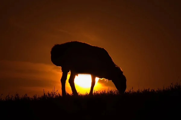 Ost Kasachstan Ein Weidendes Schaf Konturierten Licht Der Sonne Das — Stockfoto