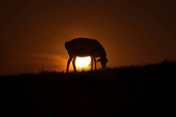 Ost Kasachstan Ein Weidendes Schaf Konturierten Licht Der Sonne Das — Stockfoto