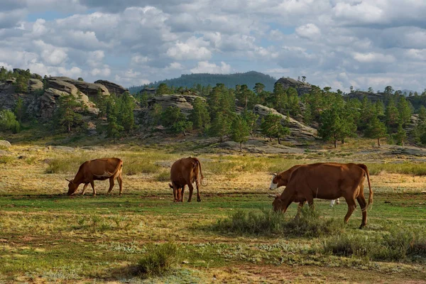 Eastern Kazakhstan Peacefully Grazing Cows Bayanaul National Natural Park — Stock Photo, Image