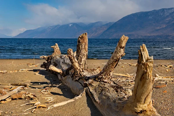 Ρωσία Βουνό Αλτάι Νότια Όχθη Της Λίμνης Τελεττσόσγιε Κοντά Στο — Φωτογραφία Αρχείου