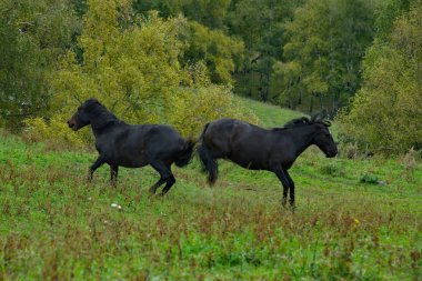 Rusya. Batı Sibirya'nın güneyi, Altay Dağı. İki genç siyah at sürüde liderlik için savaşıyor