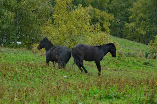 Russland Der Süden Westsibiriens Der Altai Zwei Junge Schwarze Pferde — Stockfoto