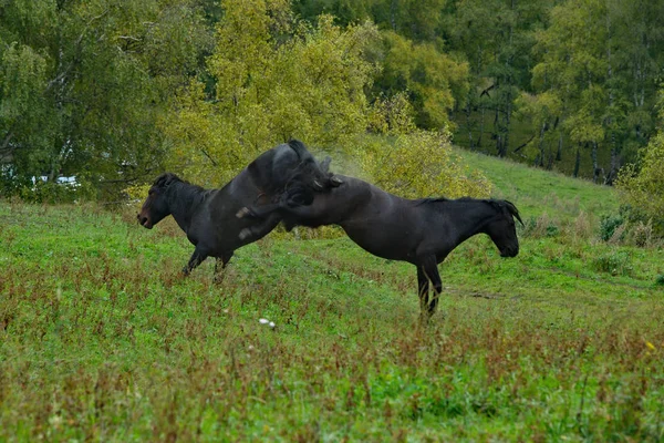 Russia South Western Siberia Mountain Altai Two Young Black Horses — Stock Photo, Image