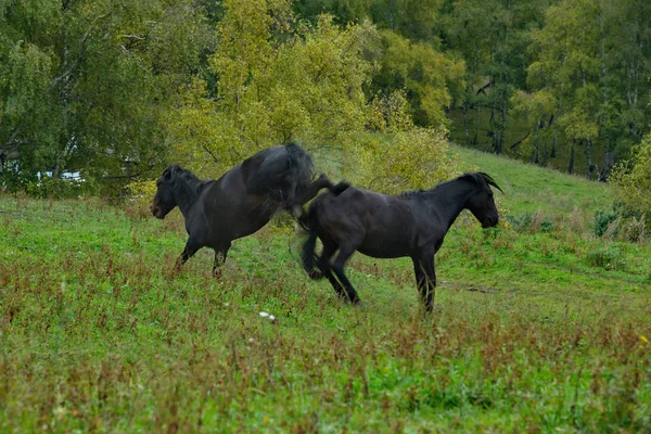 Rússia Sul Sibéria Ocidental Montanha Altai Dois Jovens Cavalos Negros — Fotografia de Stock