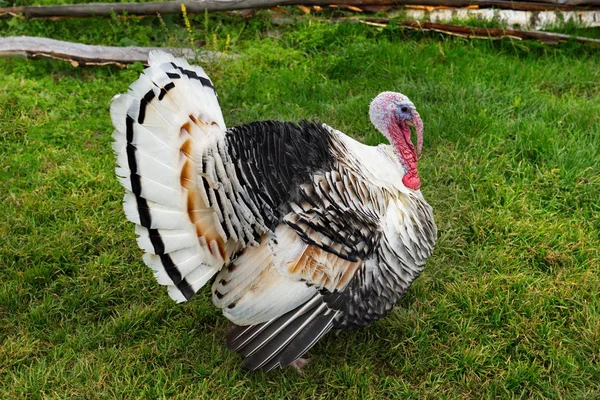 Homemade Gobblers One Common Types Domestic Birds Order Galliformes — Stock Photo, Image