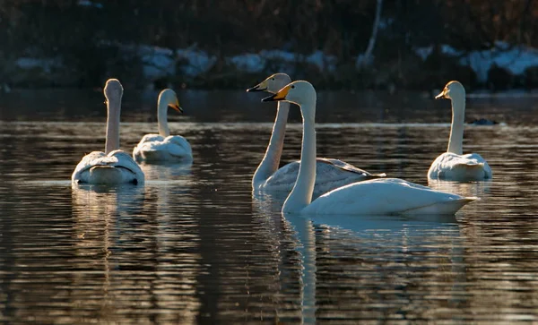 Russia. Altai territory. Protected freezing lake near the village Harvest in which live year-round wild swans and ducks.