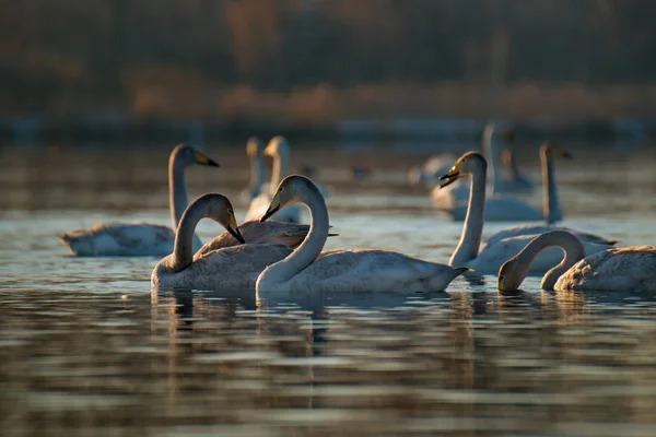 Russia. Altai territory. Protected freezing lake near the village Harvest in which live year-round wild swans and ducks.