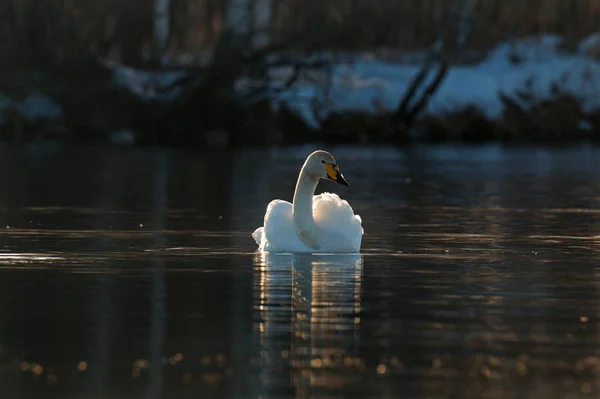 Russia. Altai territory. Protected freezing lake near the village Harvest in which live year-round wild swans and ducks.