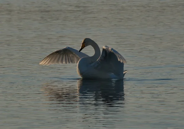 Russia. Altai territory. Protected freezing lake near the village Harvest in which live year-round wild swans and ducks.